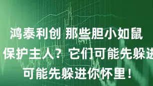 鸿泰利创 那些胆小如鼠的狗狗，保护主人？它们可能先躲进你怀里！