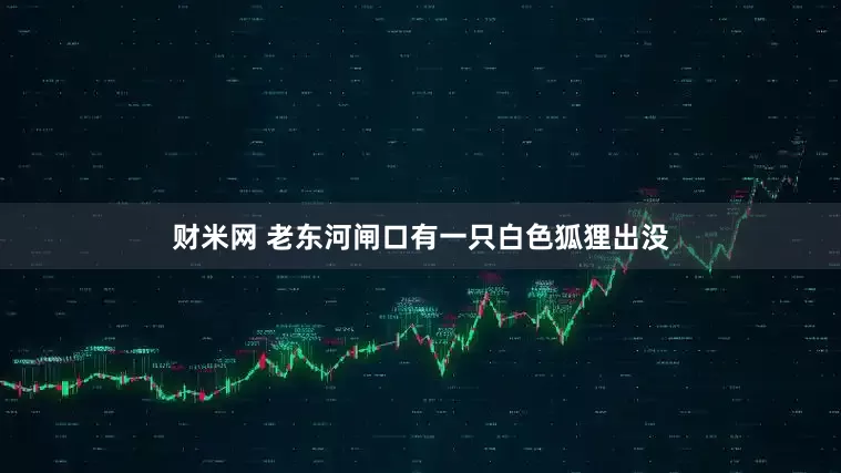 财米网 老东河闸口有一只白色狐狸出没