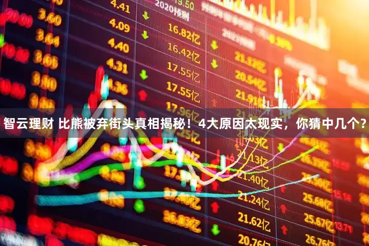 智云理财 比熊被弃街头真相揭秘！4大原因太现实，你猜中几个？